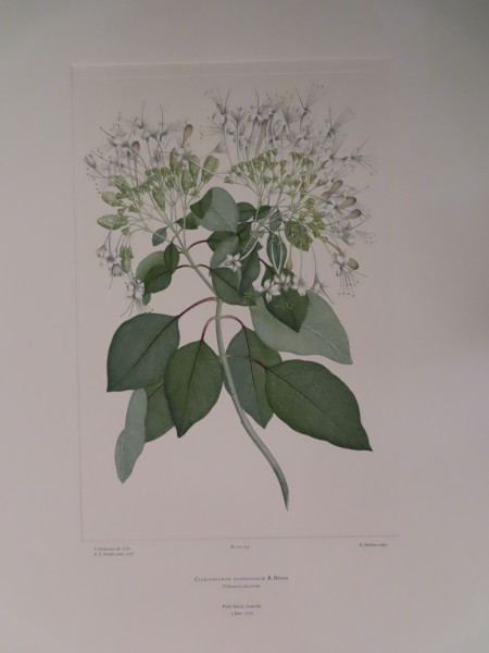 FDA-E.2916_12_10-2016-A image FDA-E.2916_12_10-2016-A