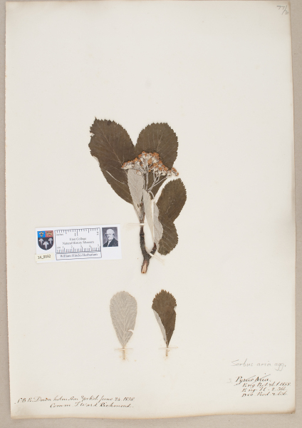 image NHM_HH_14.32-2010