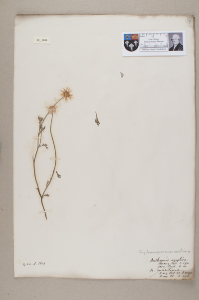 NHM_HH_29.49-2010 image NHM_HH_29.49-2010