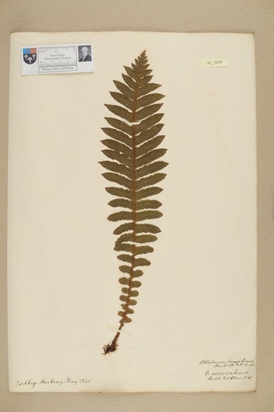 NHM_HH_42.116-2010 image NHM_HH_42.116-2010