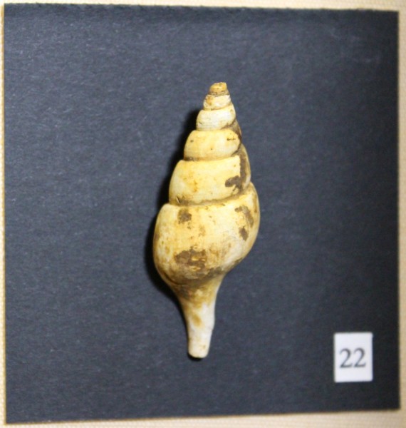 NHM-FT.22-2016 image NHM-FT.22-2016