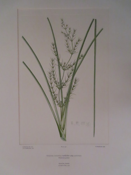 image FDA-E.2916_15_18-2016-A