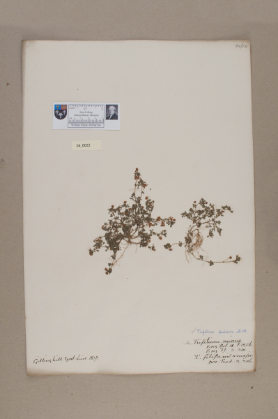 NHM_HH_16.22-2010 image NHM_HH_16.22-2010