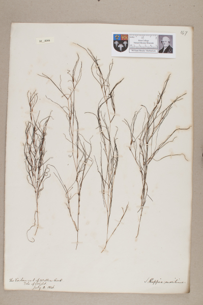 NHM_HH_30.46-2010 image NHM_HH_30.46-2010