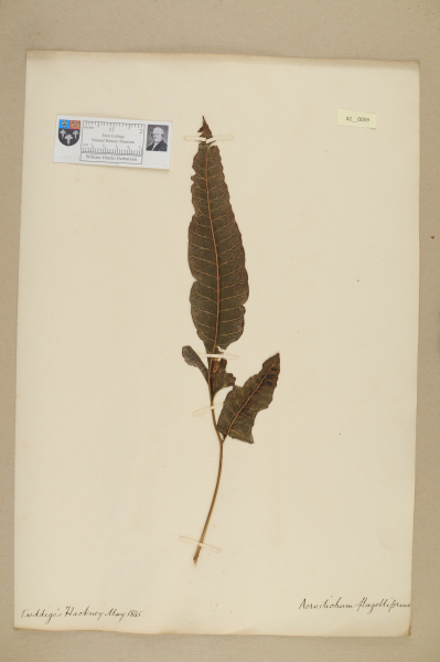 NHM_HH_42.59-2010 image NHM_HH_42.59-2010