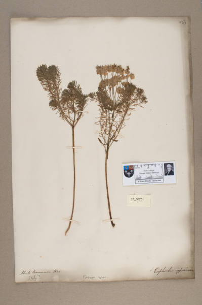 image NHM_HH_18.20-2010