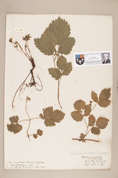 NHM_HH_43.60-2010 image NHM_HH_43.60-2010