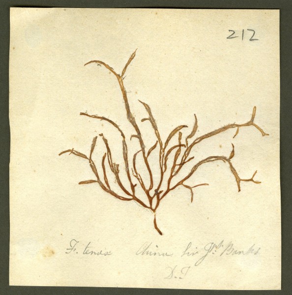 NHM-HH_1.212_2010 image NHM-HH_1.212_2010