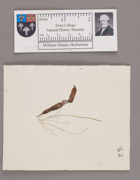 NHM_HH_1.142-2010 image NHM_HH_1.142-2010