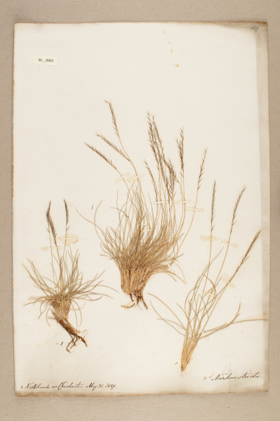 NHM_HH_34.2-2010 image NHM_HH_34.2-2010