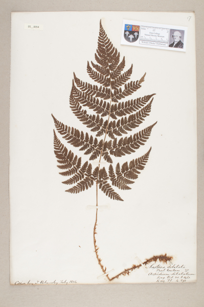 NHM_HH_5.54-2010 image NHM_HH_5.54-2010