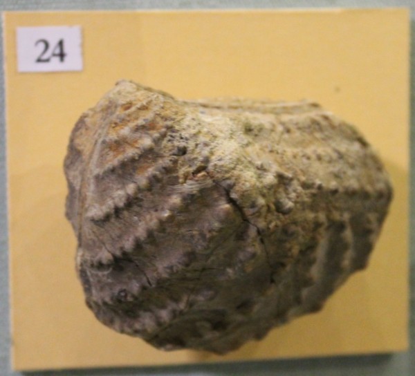 NHM.485-2017 image NHM.485-2017