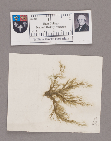 NHM_HH_1.236-2010 image NHM_HH_1.236-2010