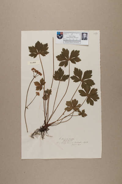 NHM_HH_21.3-2010 image NHM_HH_21.3-2010