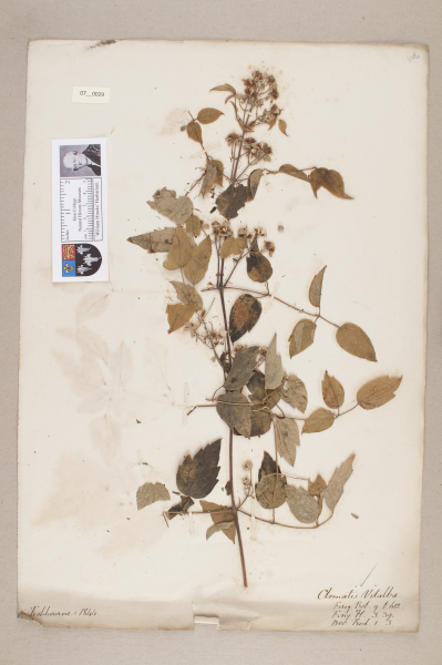 NHM_HH_7.29-2010 image NHM_HH_7.29-2010