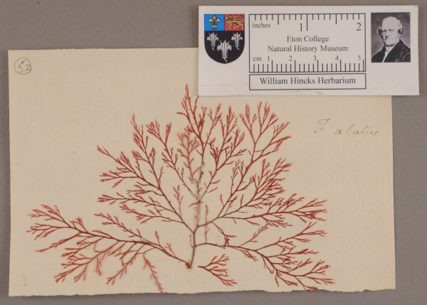 NHM_HH_1.52-2010 image NHM_HH_1.52-2010