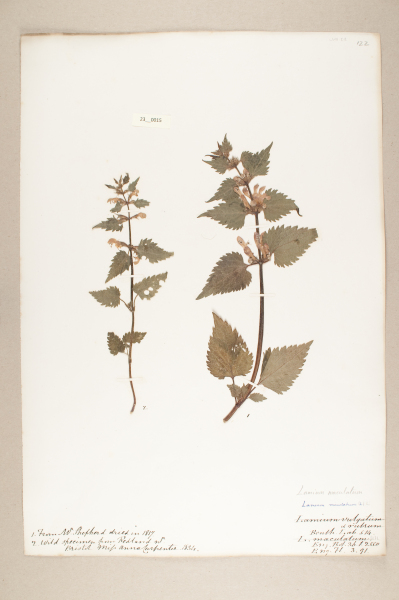 NHM_HH_23.15-2010 image NHM_HH_23.15-2010