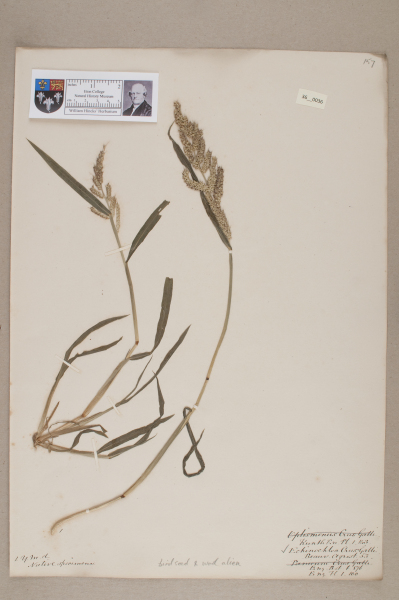 NHM_HH_36.36-2010 image NHM_HH_36.36-2010