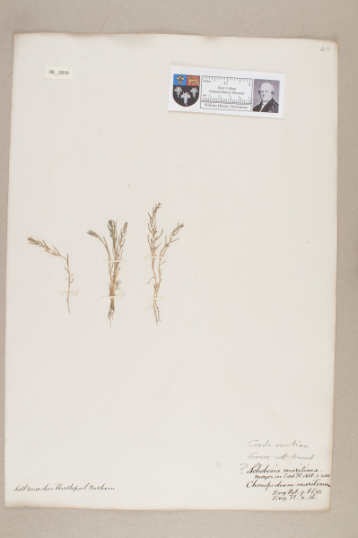 NHM_HH_8.39-2010 image NHM_HH_8.39-2010