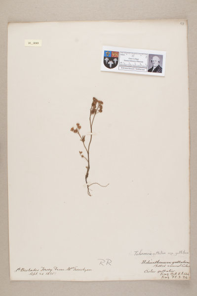 NHM_HH_10.49-2010 image NHM_HH_10.49-2010