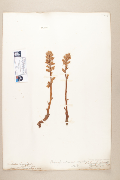 NHM_HH_24.25-2010 image NHM_HH_24.25-2010