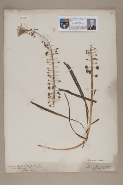 NHM_HH_38.26-2010 image NHM_HH_38.26-2010