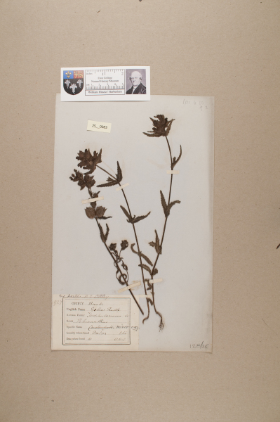 NHM_HH_25.83-2010 image NHM_HH_25.83-2010