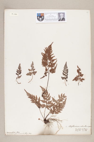 NHM_HH_4.60-2010 image NHM_HH_4.60-2010