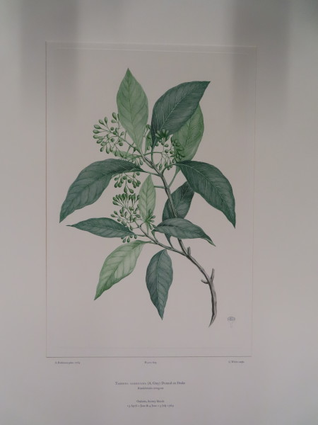 FDA-E.2916_29_6-2016-A image FDA-E.2916_29_6-2016-A