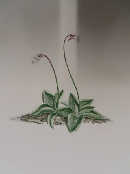 image FDA-E.2916_34_8-2016-A