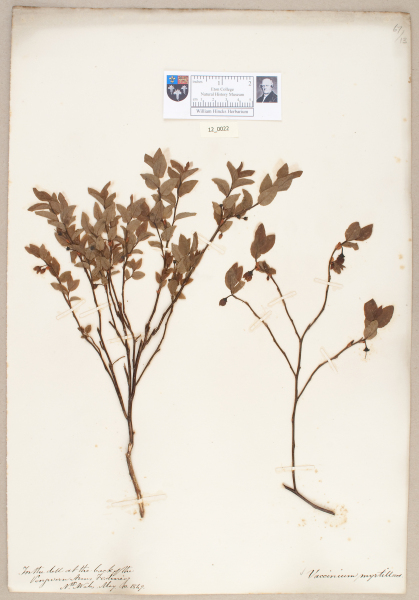 NHM_HH_12.22-2010 image NHM_HH_12.22-2010