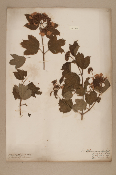 NHM_HH_26.76-2010 image NHM_HH_26.76-2010