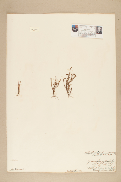 NHM_HH_41.100-2010 image NHM_HH_41.100-2010