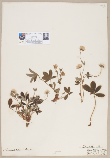 NHM_HH_13.31-2010 image NHM_HH_13.31-2010