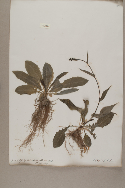 NHM_HH_28.49-2010 image NHM_HH_28.49-2010