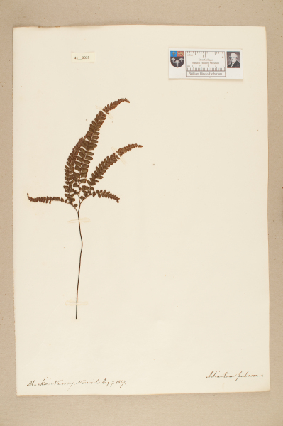 image NHM_HH_41.35-2010