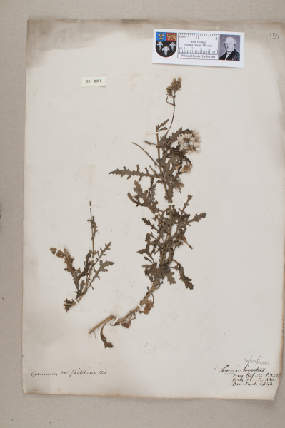 NHM_HH_29.58-2010 image NHM_HH_29.58-2010