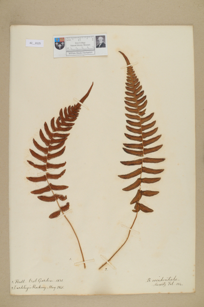 NHM_HH_42.125-2010 image NHM_HH_42.125-2010