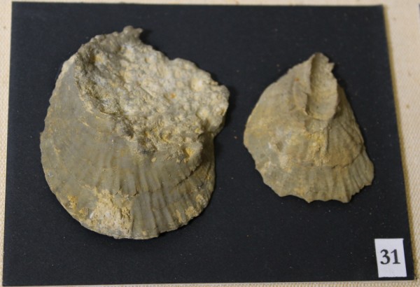 NHM-FT.31__-2016 image NHM-FT.31__-2016