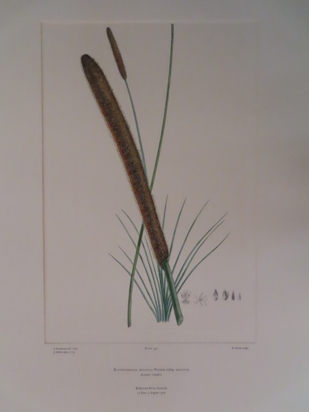 image FDA-E.2916_15_22-2016