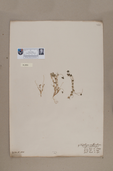 NHM_HH_16.31-2010 image NHM_HH_16.31-2010