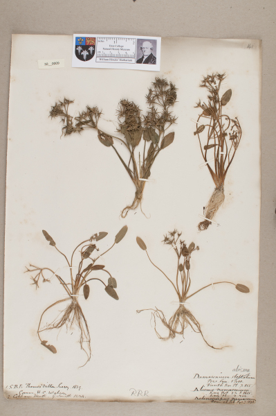 NHM_HH_30.9-2010 image NHM_HH_30.9-2010