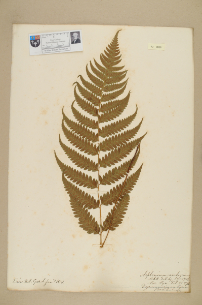 image NHM_HH_42.68-2010