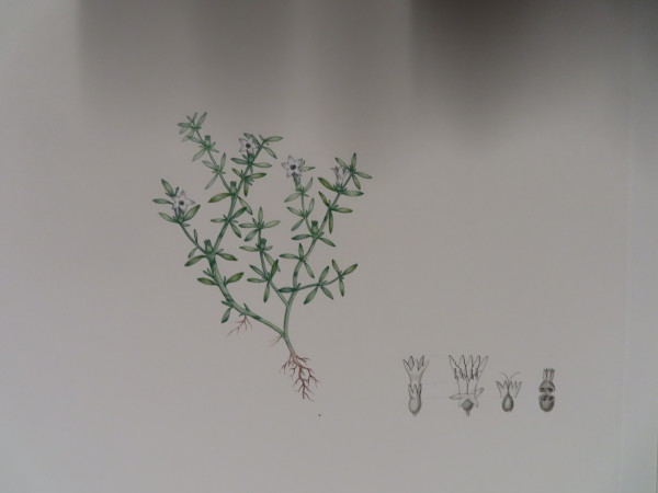 image FDA-E.2916_17_13-2016-A