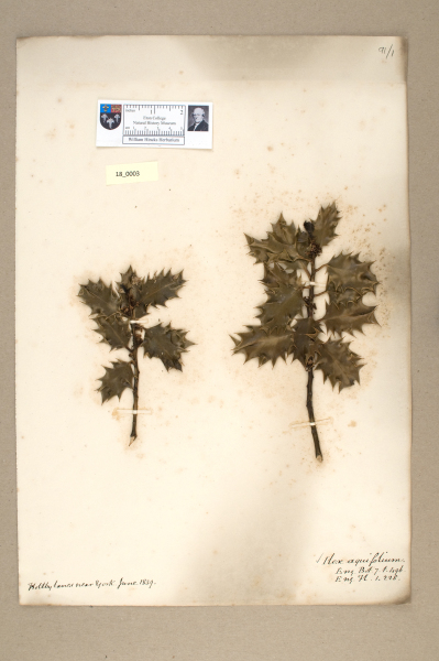 NHM_HH_18.3-2010 image NHM_HH_18.3-2010