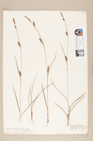 NHM_HH_33.23-2010 image NHM_HH_33.23-2010