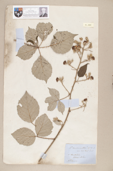 NHM_HH_43.9-2010 image NHM_HH_43.9-2010