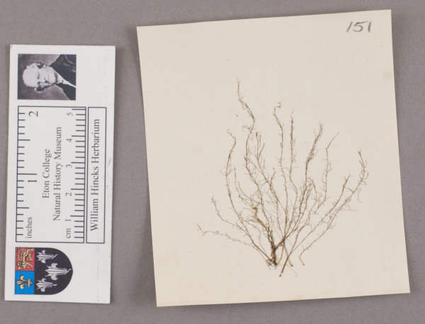 NHM_HH_1.151-2010 image NHM_HH_1.151-2010