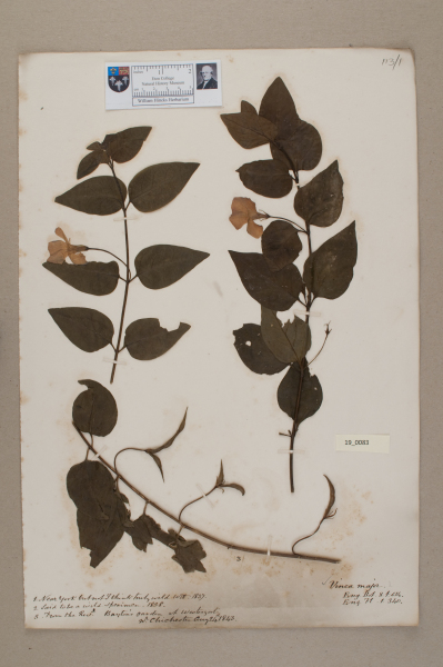 NHM_HH_19.83-2010 image NHM_HH_19.83-2010