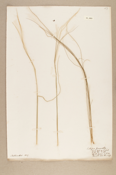 NHM_HH_34.3-2010 image NHM_HH_34.3-2010